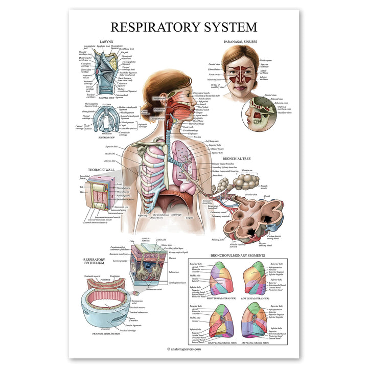 Laminated Respiratory System Anatomical Chart - Lung Anatomy Poster - 18 x 24