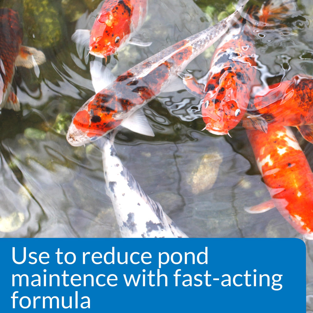 POND SIMPLY CLEAR Pond Water Clarifier 16-Ounce Bottle (248B)