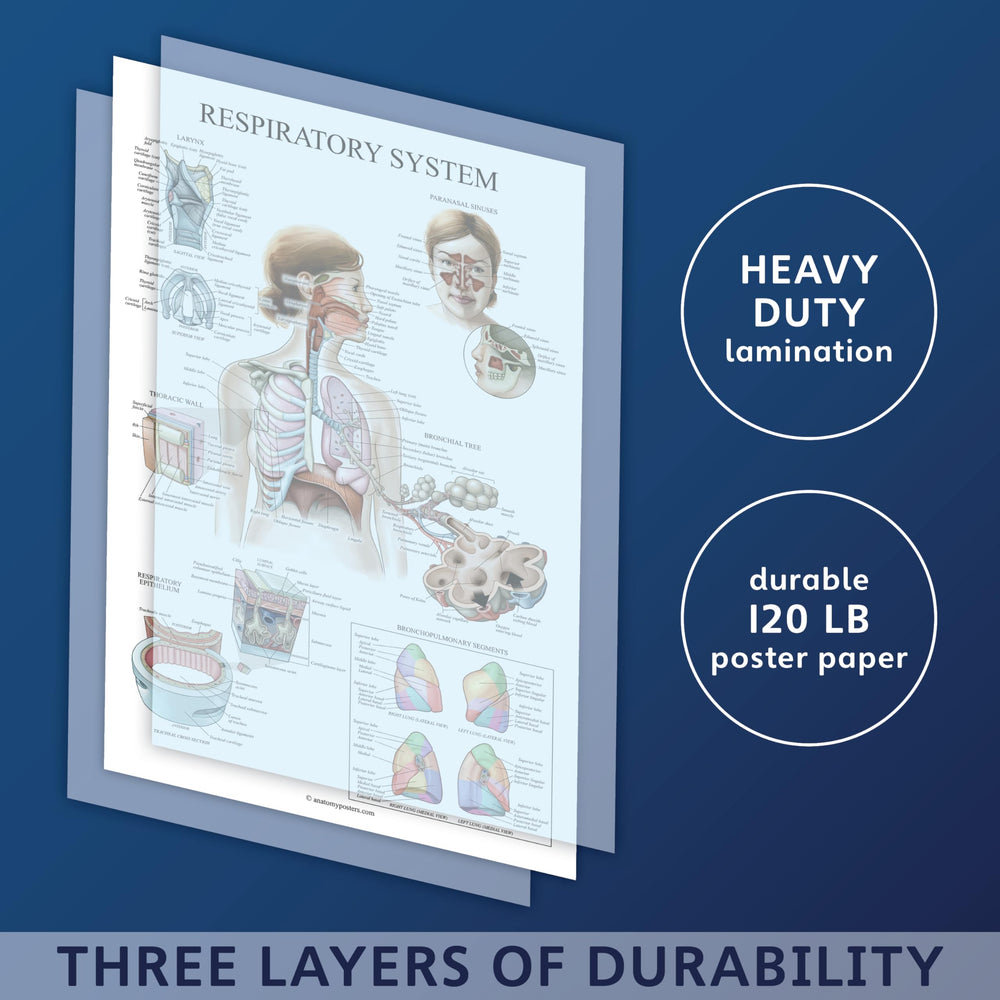 Laminated Respiratory System Anatomical Chart - Lung Anatomy Poster - 18 x 24