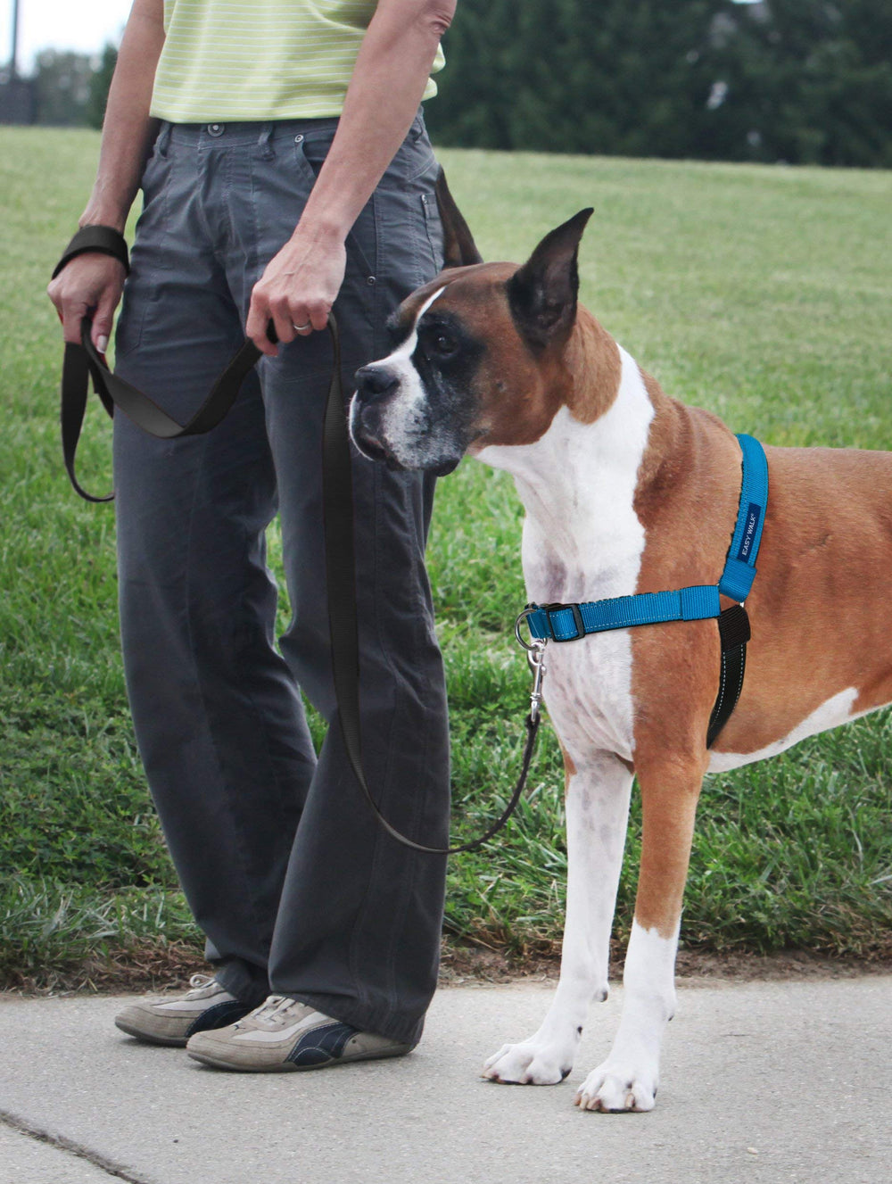 Easy Walk Deluxe Dog Harness, No Pull Dog Harness – Perfect for Leash & Harness Training – Stops Pets from Pulling and Choking on Walks – Medium/Large, Ocean