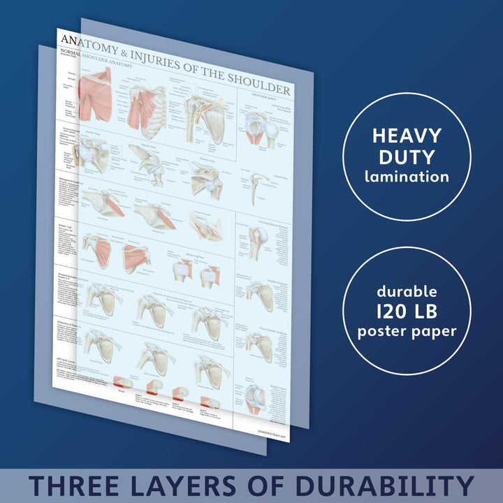 LAMINATED Anatomy and Injuries of the Shoulder Poster - Shoulder Joint Anatomical Chart