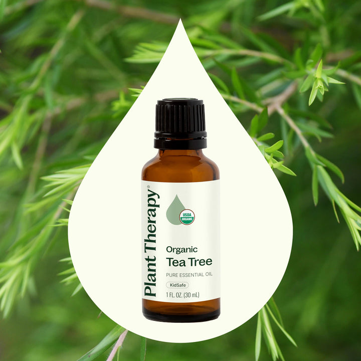 Organic Tea Tree Oil (Melaleuca) 100% Pure, USDA Certified Organic, Undiluted, Natural Aromatherapy, Therapeutic Grade 30 mL (1 oz)