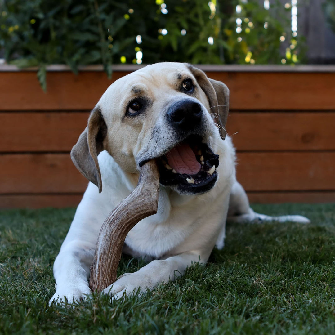 Prairie Dog Pet Products Deer Large Antler Treat, 8-9