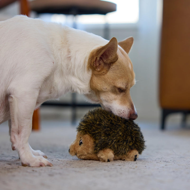 Hedgehogz Plush Dog Toy, Small