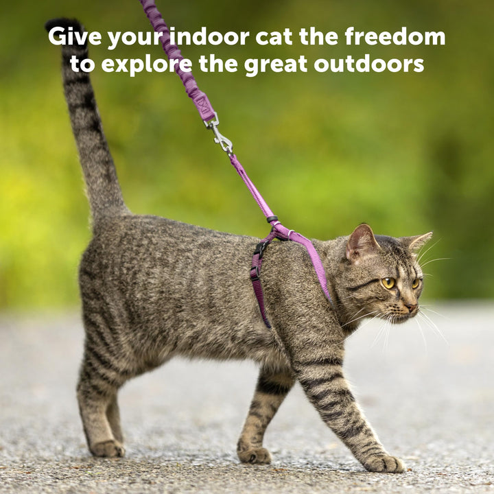 Come with Me Kitty Harness and Bungee Leash, Medium, Lime