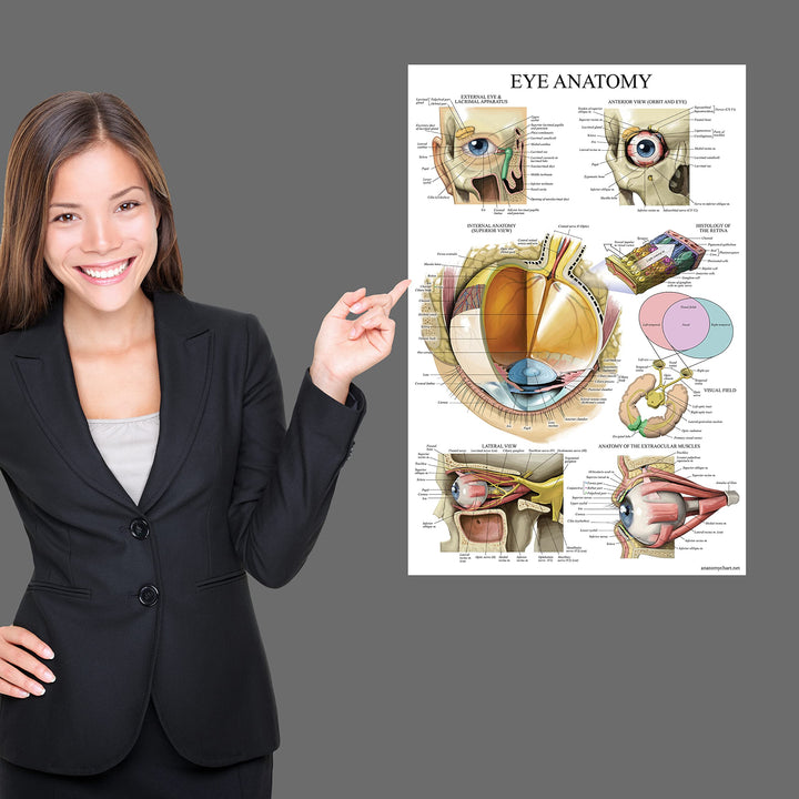 LAMINATED Eye Anatomical Poster - Human Eye Anatomy Chart - 18 x 27