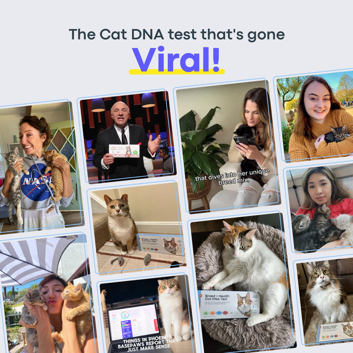 Cat DNA Test Kit - Comprehensive Breed, Health and Dental Analysis Across 114 Traits for Accurate and Easy-to-Use Genetic Insights