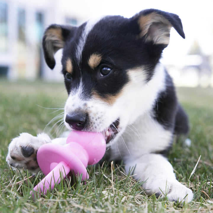Puppy Binkie - Pacifier Dog Toy for Puppies - Stuffable Treat Chew Toy for Treats - Durable Natural Rubber for Teething Puppy - for Medium Puppies - Blue