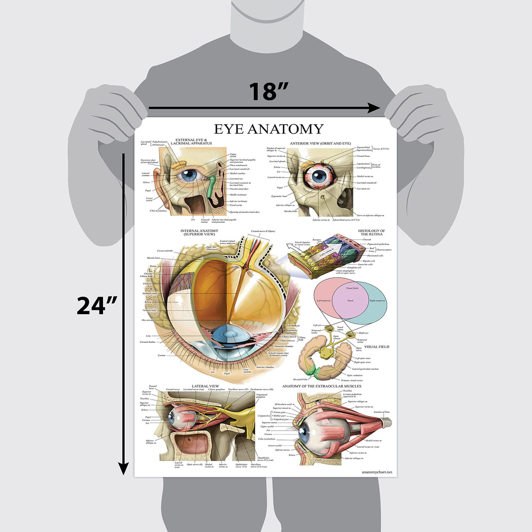 LAMINATED Eye Anatomical Poster - Human Eye Anatomy Chart - 18 x 27
