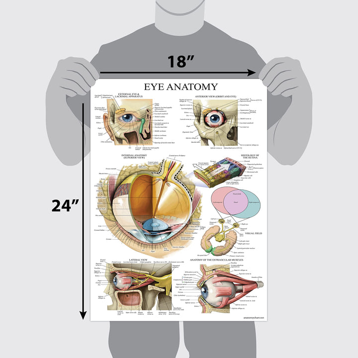 LAMINATED Eye Anatomical Poster - Human Eye Anatomy Chart - 18 x 27
