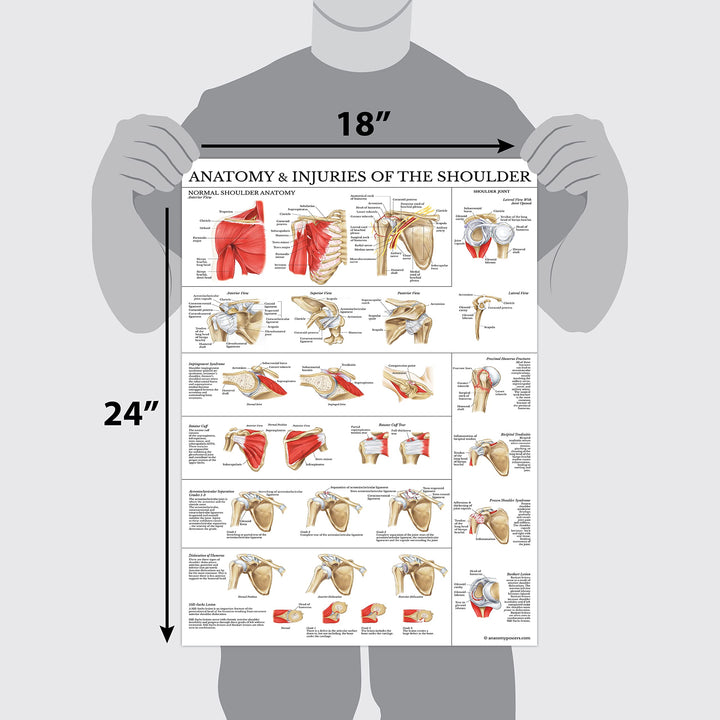 LAMINATED Anatomy and Injuries of the Shoulder Poster - Shoulder Joint Anatomical Chart