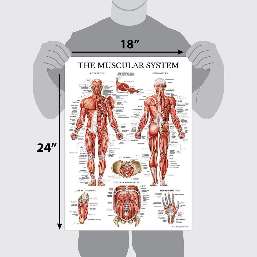Muscular System Anatomical Poster - LAMINATED - Muscle Anatomy Chart - Double Sided (18 x 27)