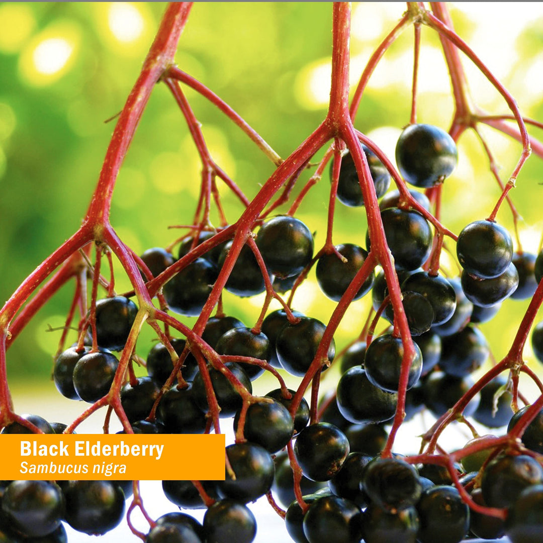 Herb Pharm Black Elderberry Extract, 4 OZ