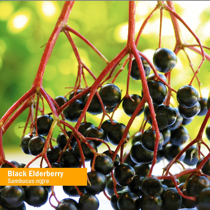 Herb Pharm Black Elderberry Extract, 4 OZ