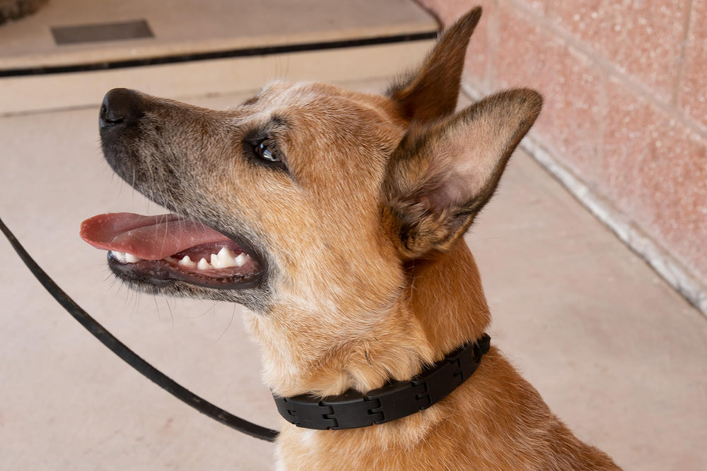 Pro-Training Dog Collar Add-A-Link Large