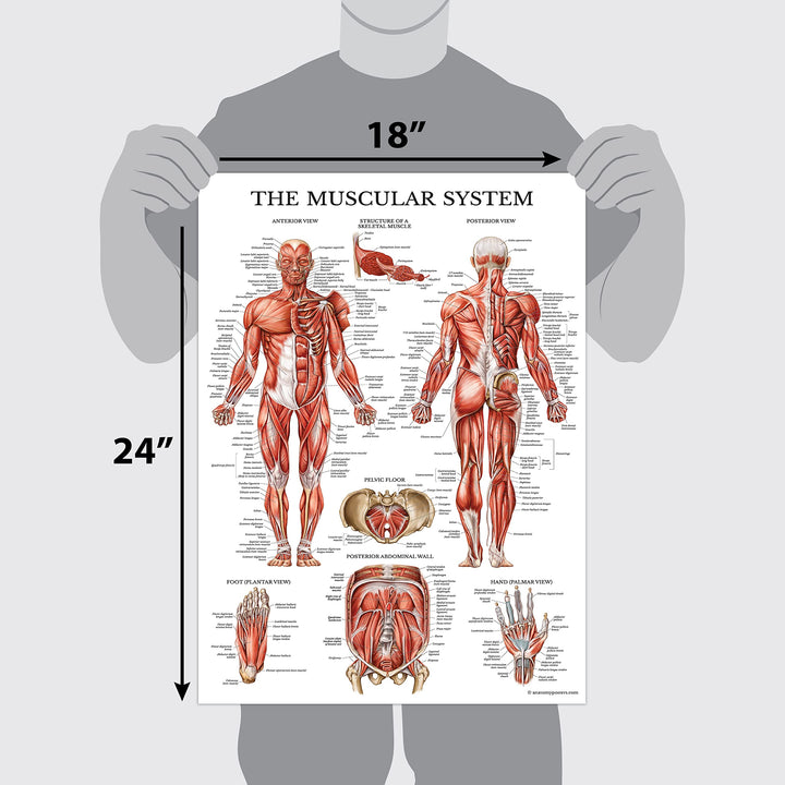 3 Pack - Muscle + Skeleton + Anatomy & Injuries of the Foot and Ankle Poster Set - Muscular and Skeletal System Anatomical Charts - Laminated - 18 x 24
