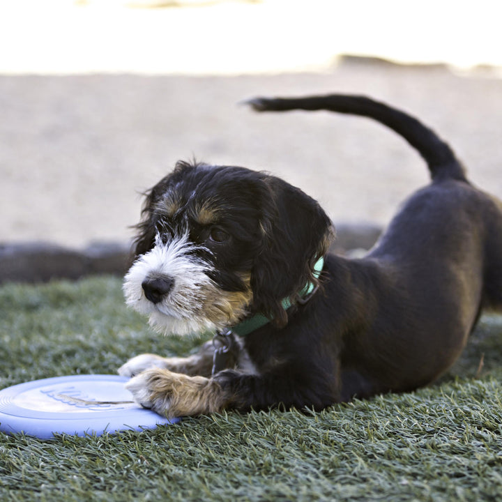 Puppy Flyer - Soft Rubber Flyer Dog Toy - Flying Disc Dog Toy for Puppies - Gentle Rubber Toy for Growing Puppies - for Small Puppies - Randomly Provided Color