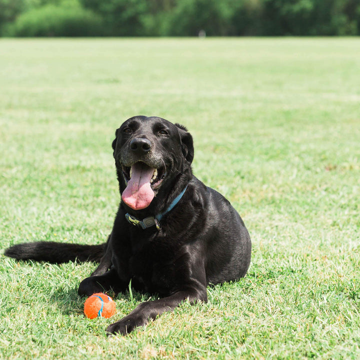 Dog Tennis Ball Dog Toy, Small (2 Inch Diameter) for dogs 0-20 lbs, Shrink Wrap Pack of 2