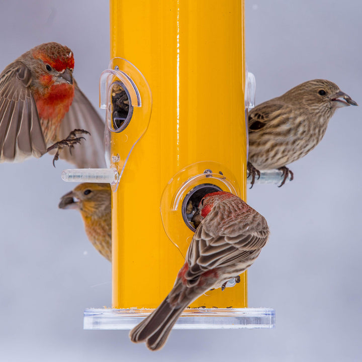 390 Wild Bird Feeder, Yellow