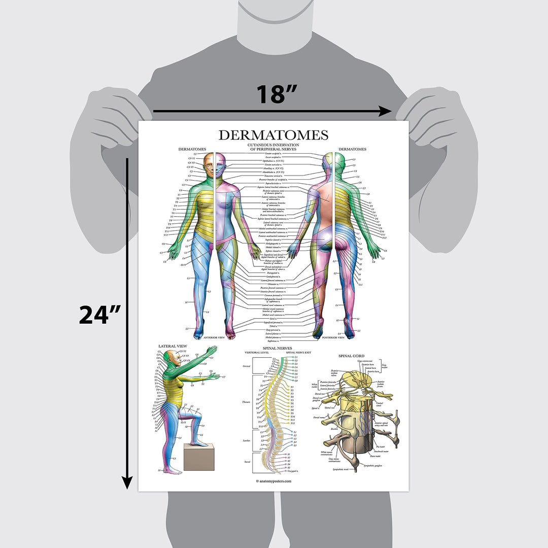 Dermatomes & Nervous System Anatomical Chart - Dermatomes Anatomy Poster