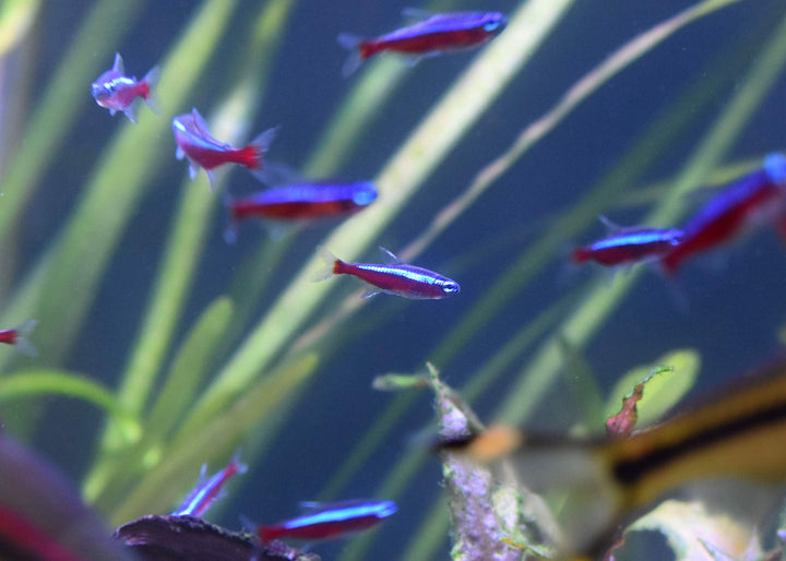 Stability - For Freshwater and Marine Aquariums 250ml