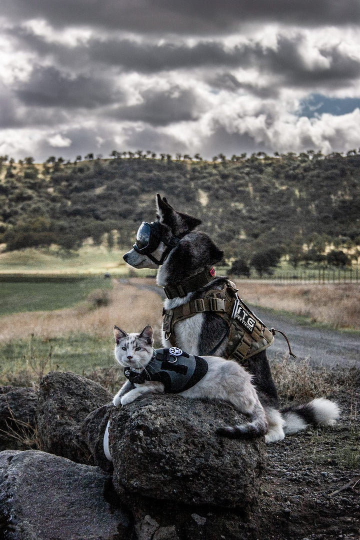 Dog Harness Vest with Handle, Military Dog Harness for Large Medium Dogs,FIRE Watcher 2.0 No-Pull Service Dog Vest,Adjustable Dog Vest Harness for Walking Hiking Training(M,Green)