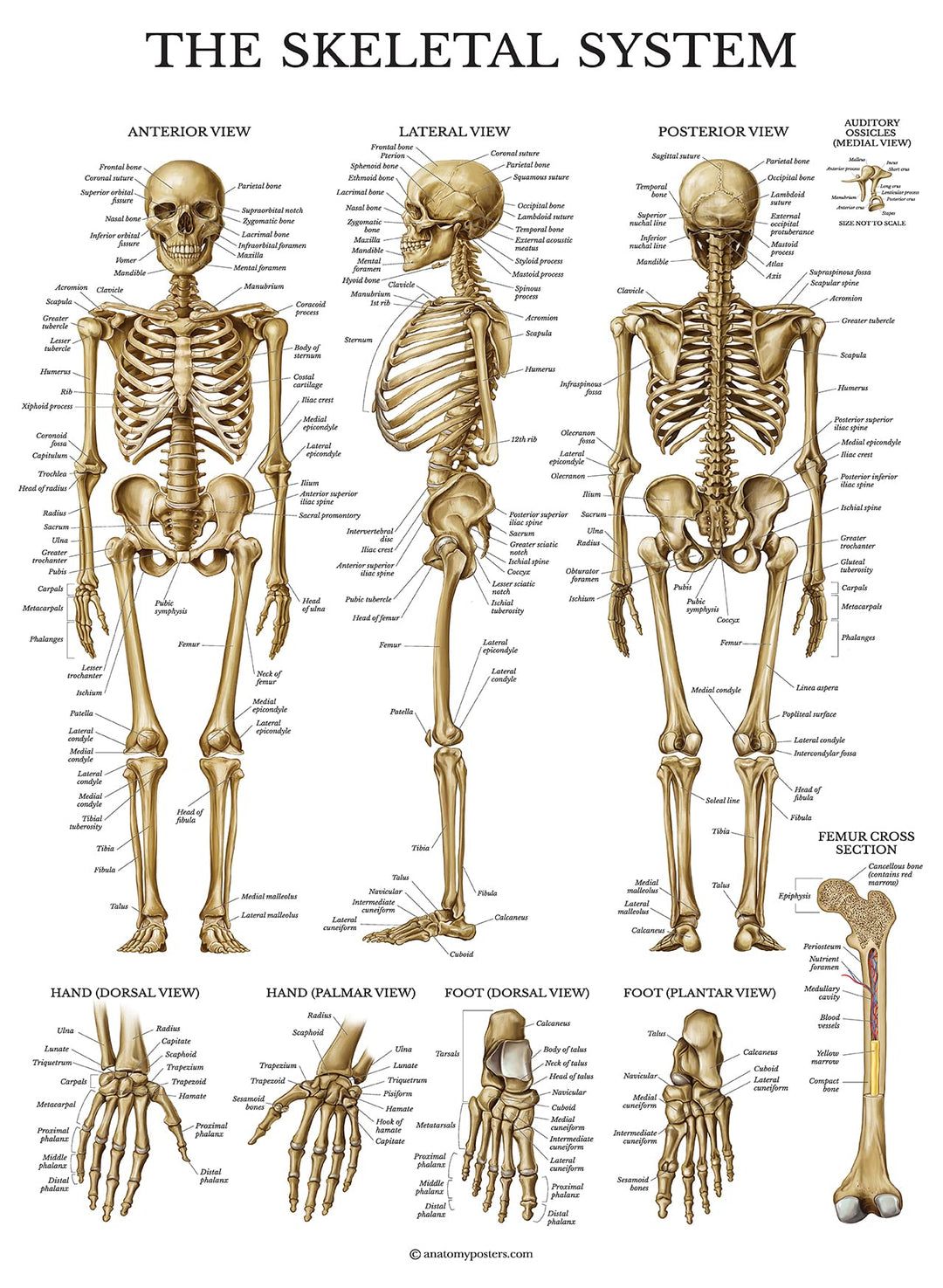 3 Pack - Muscle + Skeleton + Dermatomes Anatomy Poster Set - Muscular and Skeletal System Anatomical Charts - Laminated - 18 x 24