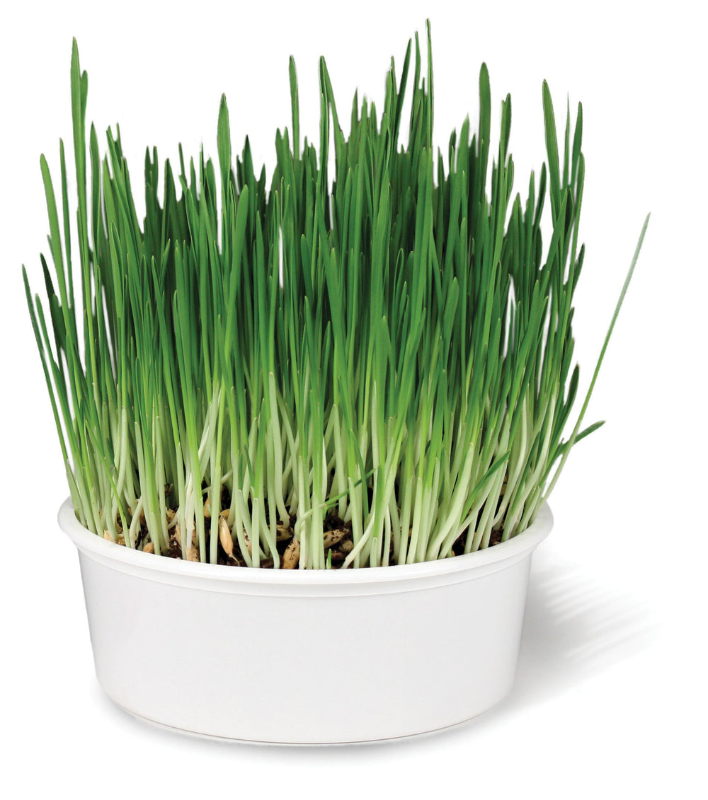 Sweet Greens Cat Grass Seed Grow Kit - 1 Ounce