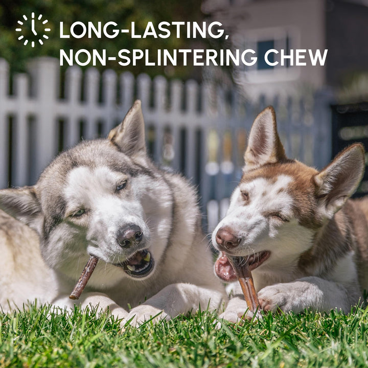 6-inch Bully Sticks for Dogs, Pack of 10 - Single Ingredient, Nutrient-Rich and Odor Free Bully Sticks for Dogs - Rawhide Free Dog Chews Long Lasting and Non-Splintering