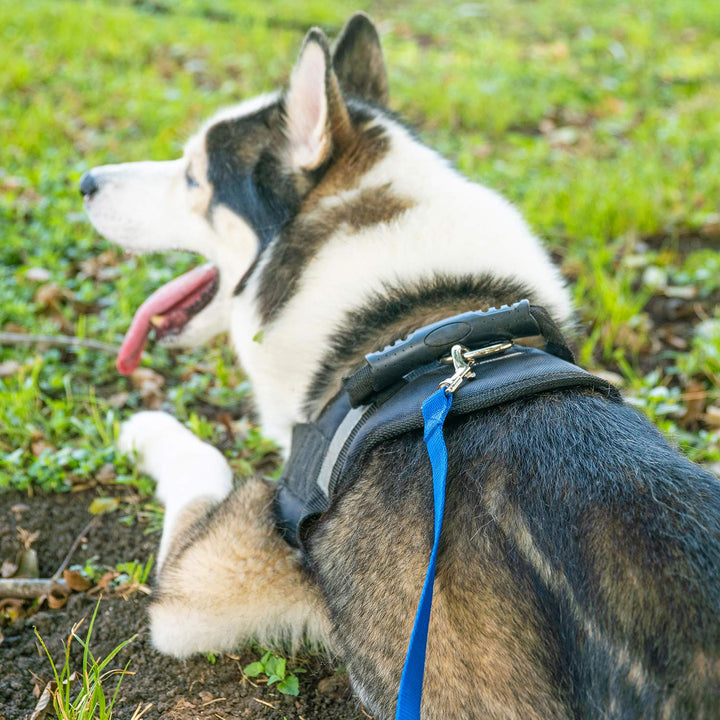 Dog/Puppy Obedience Recall Training Agility Lead - 15ft 20ft 30ft 50ft 100ft Training Leash - Great for Play, Camping, or Backyard - Black 30ft