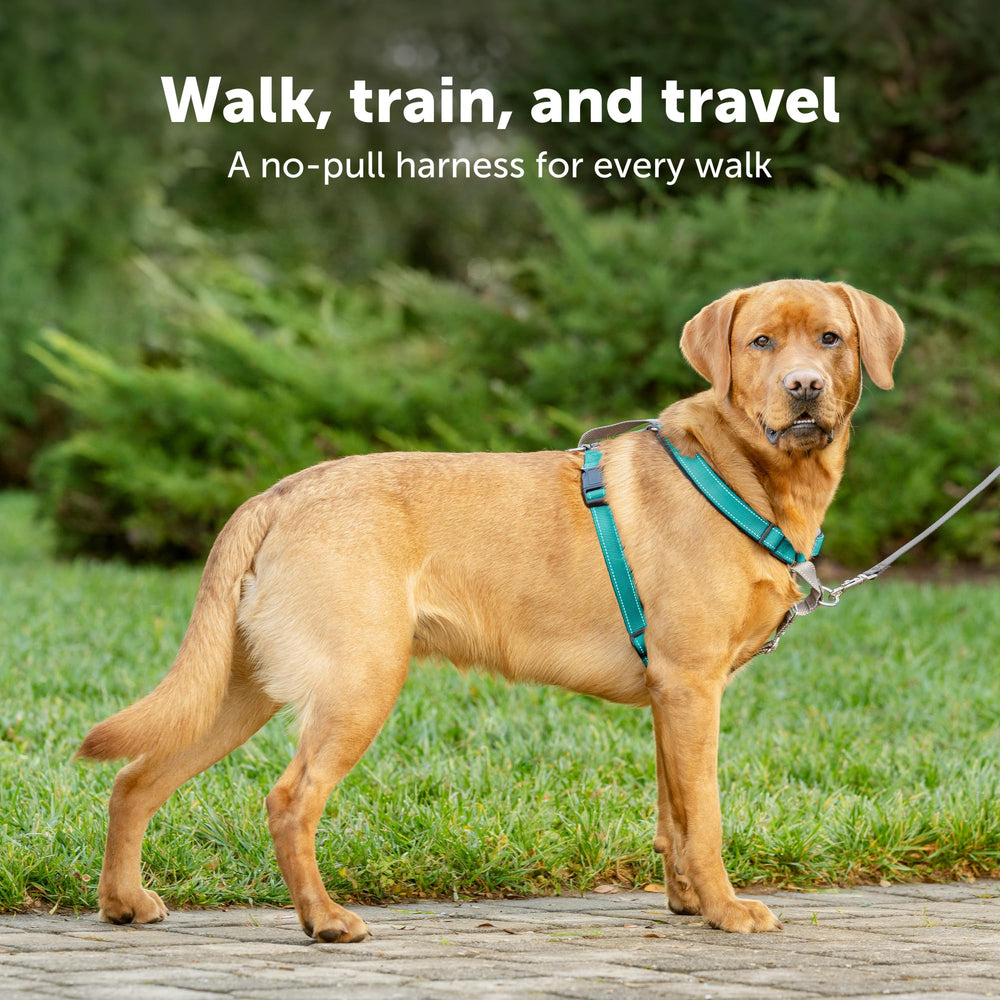 3 in 1 Dog Harness - No Pull Solution for Dogs - Reflective Dog Harness - Front D-Ring Clip Helps Stop Pulling - Comfortable Padded Straps - Top Handle Enhances Control - Teal - Medium