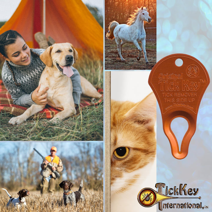 The Original Tick Key - Tick Detaching Device - Portable, Safe and Highly Effective Tick Detaching Tool (Assorted)