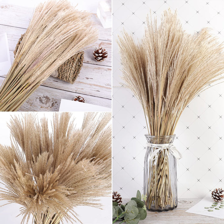 OSWL Nature Dried Pampas Grass Decorations - Natural Phragmites Dried Flowers DIY Home Decor Grass Suitable for Home Decoration Flower Bouquet Props Home Party Wedding Decor 100 Pcs, 27.5IN