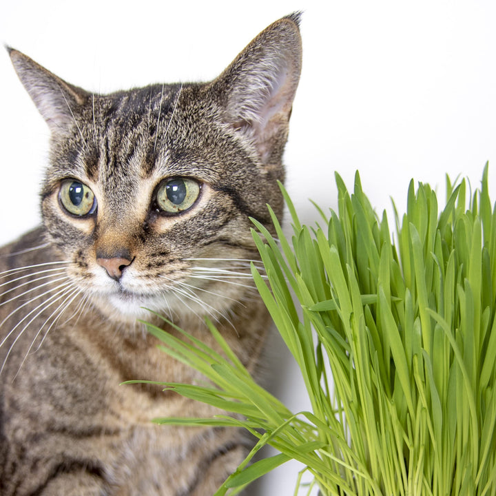 Sweet Greens Cat Grass Seed Grow Kit - 1 Ounce