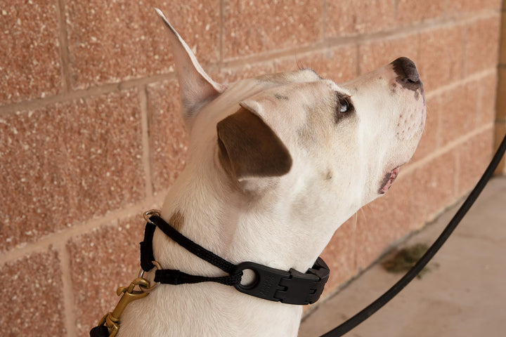 Pro-Training Dog Collar Large