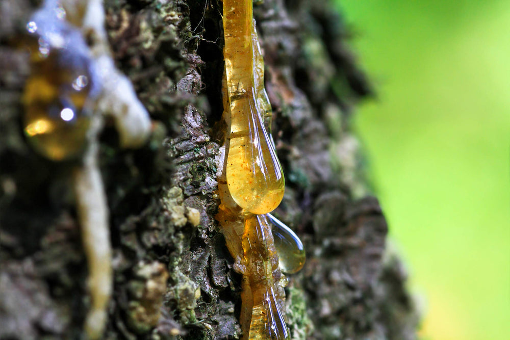 Georgia Premium Pine Rosin 1lb - Tree Resin for Making Beeswax Food Wraps, Natural Hand Grip Enhancer Baseball, Softball, Tennis, Rodeo and Rough Stock Bucking, Bull Riding