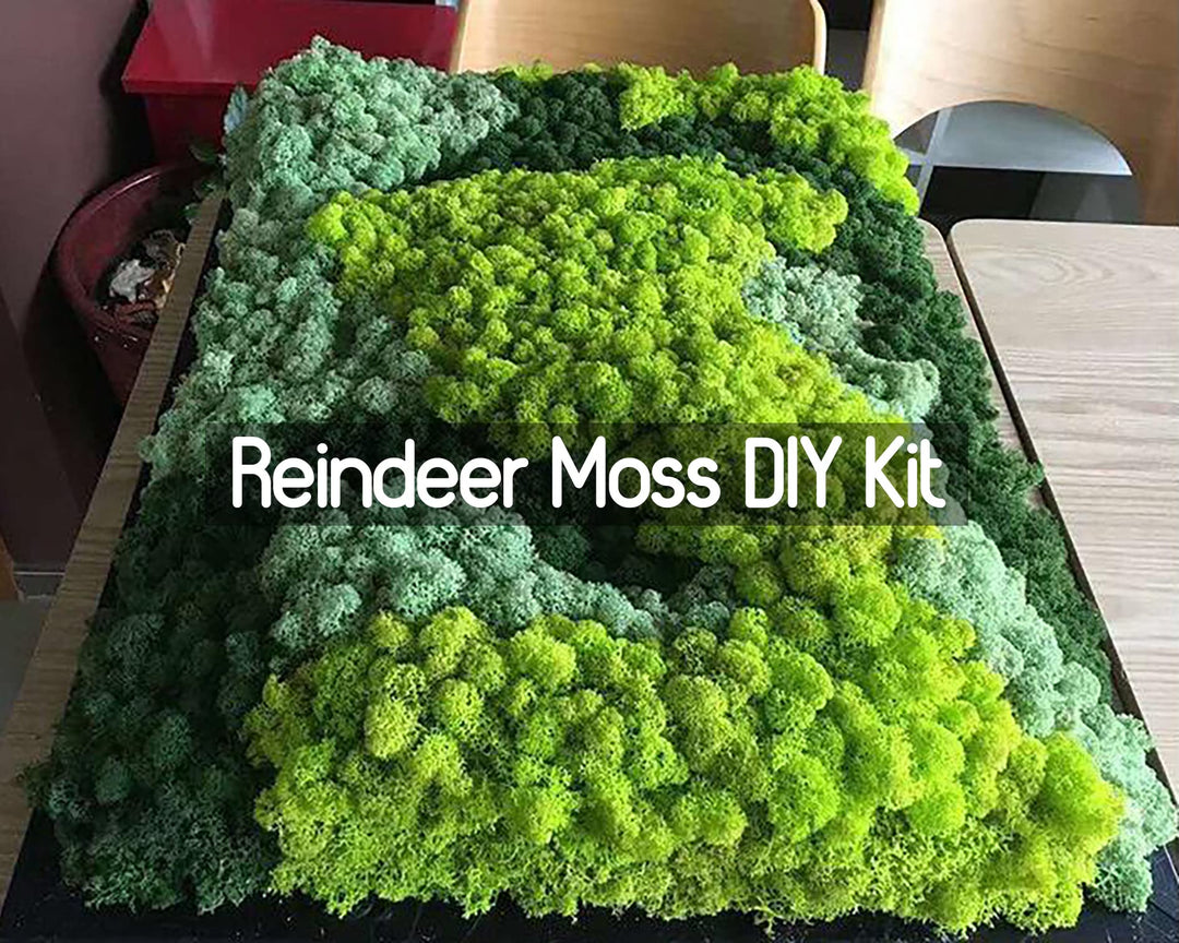 Prefleur Preserved Reindeer Craft Moss Natural Green DIY Kit Gardenning Art Wall Decor Florist Easter Table Decor Wedding Decor (0.85lb)(Green-02)