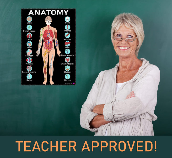 Human Anatomy and Body Systems Posters Laminated 14x19.5 – Science Educational Charts, Classroom Posters and Decorations, Back to School Supplies, Learning Posters for Biology Class, STEM and STEAM