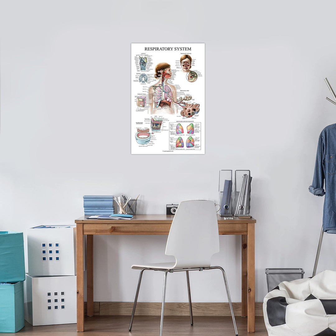 Laminated Respiratory System Anatomical Chart - Lung Anatomy Poster - 18 x 24