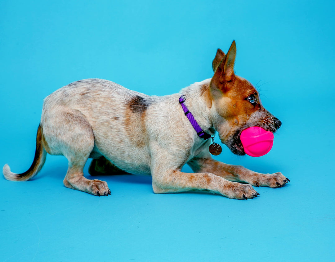 Dura Play Bacon Scented Squeak Ball Dog Toy for Small Breeds, 3 Pack