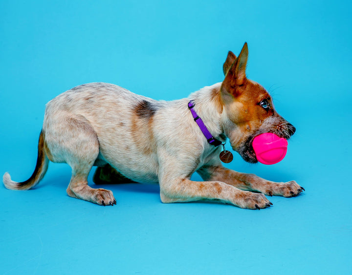 Dura Play Bacon Scented Squeak Ball Dog Toy for Small Breeds, 3 Pack
