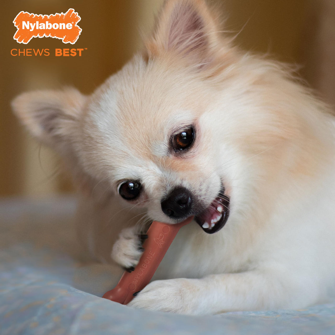 Power Chew Classic Bone Chew Toy for Dogs, Durable Dog Toys for Aggressive Chewers, Bacon Flavor, X-Small/Petite - Up to 15 lbs. (1 Count)