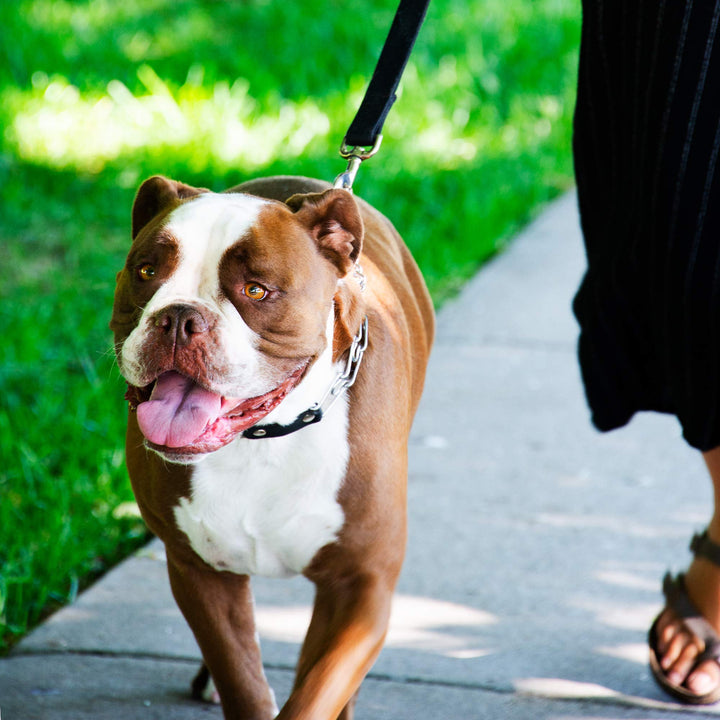 Prong Collar for Dog Training with Easy Quick Release Buckle - German Made Dog Collar with Chrome Plated Steel 2.25mm Prongs for Small Dogs (14-19 Neck)