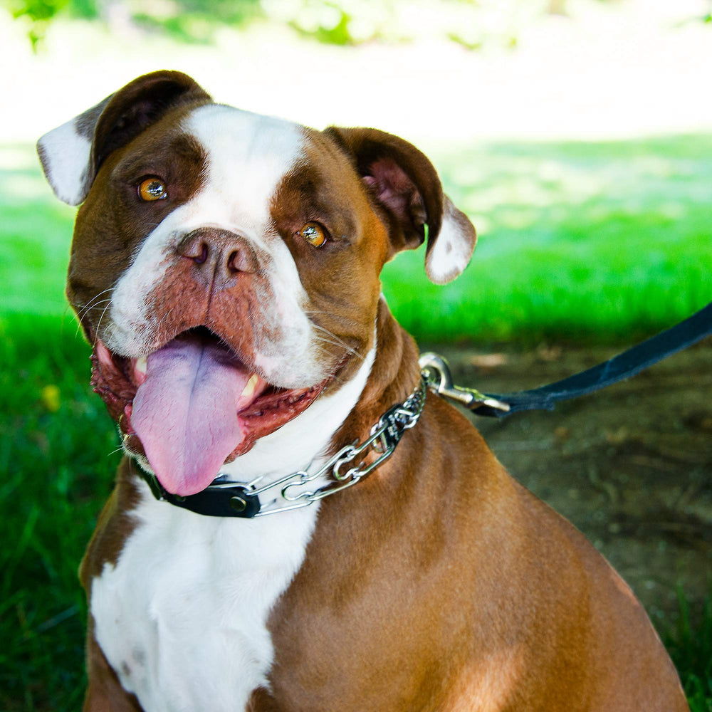 Prong Collar for Dog Training with Easy Quick Release Buckle - German Made Dog Collar with Chrome Plated Steel 2.25mm Prongs for Small Dogs (14-19 Neck)