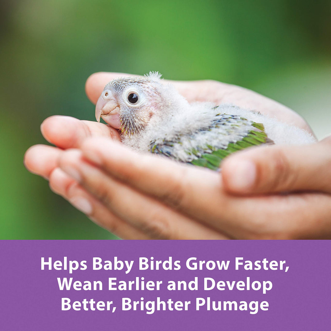 Exact Hand Feeding Pet Bird Baby Food For Parrots, Parakeets, Lovebirds, Cockatiels, Conures, Cockatoos, and Macaws, 5 Pound