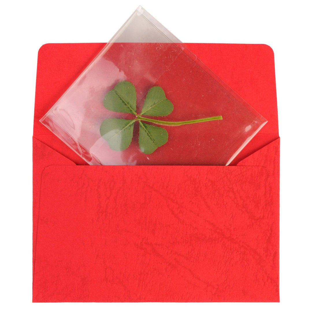 Genuine Real 4 Four-Leaf Clover Green Irish Shamrock St. Patric's Day Luucky Charm Pressed Flower Stuff for Favours Supplies DIY Crafts Handmade Art Materials Medium