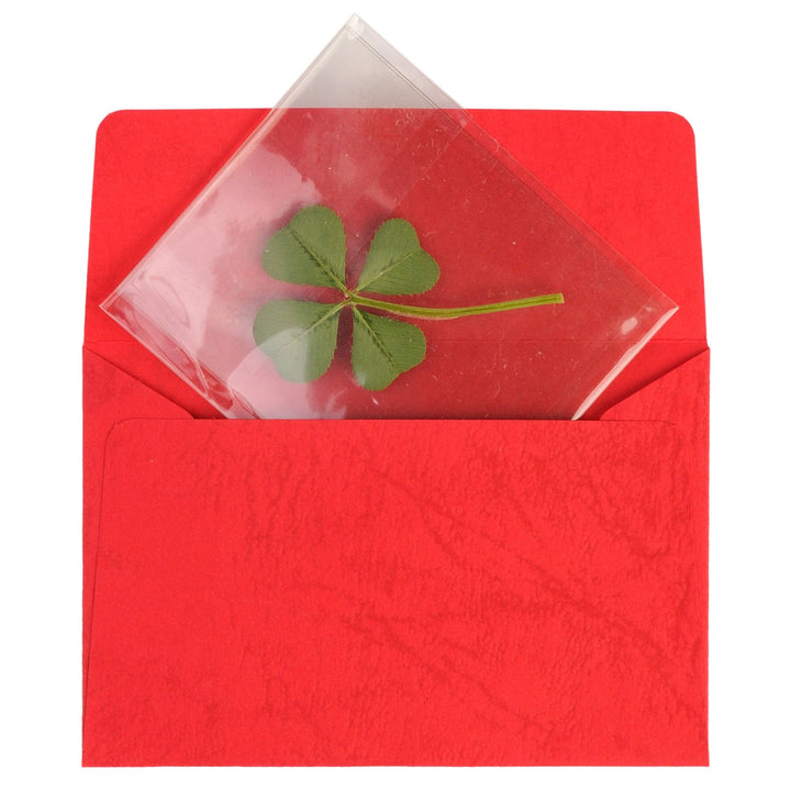 Genuine Real 4 Four-Leaf Clover Green Irish Shamrock St. Patric's Day Luucky Charm Pressed Flower Stuff for Favours Supplies DIY Crafts Handmade Art Materials Medium