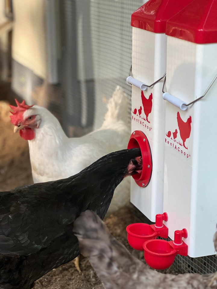 Twin Cup Chicken Waterer and Feeder Set - 10lbs/2 Gal