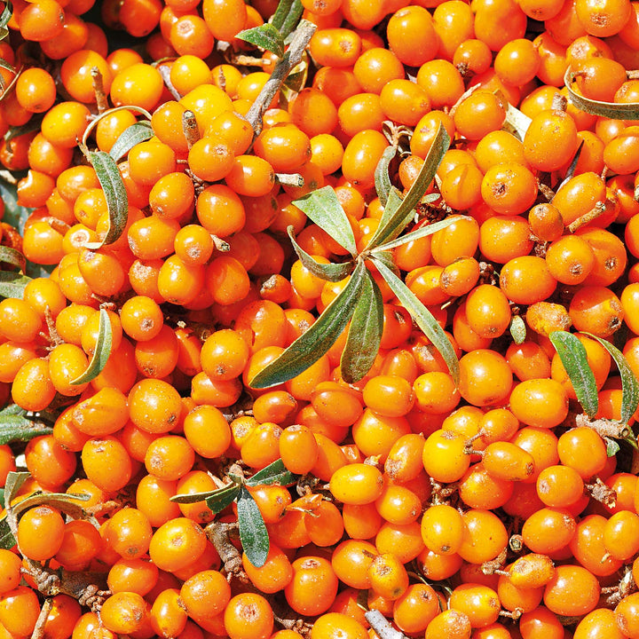 Sea buckthorn 24h roll-on deodorant