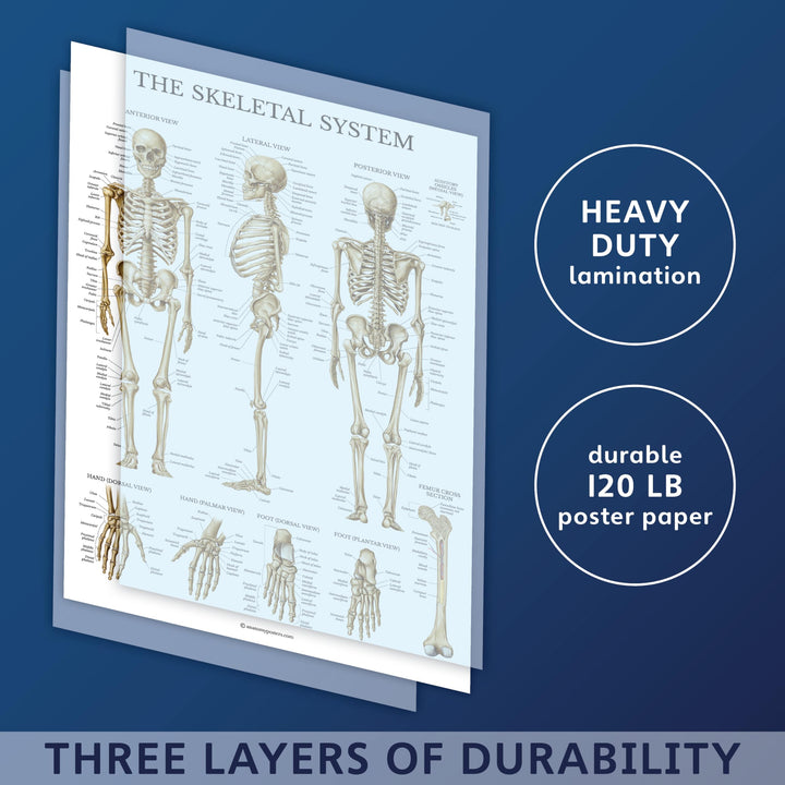 3 Pack - Muscle + Skeleton + Dermatomes Anatomy Poster Set - Muscular and Skeletal System Anatomical Charts - Laminated - 18 x 24